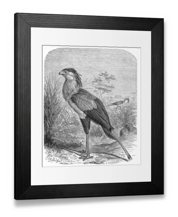 Framed Print : Bird, secretary bird (Sagittarius serpentarius) Framed Print : Bird, secretary bird (Sagittarius serpentarius)