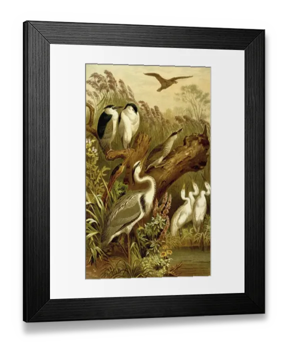 Framed Print : Bird, Day and night heron (Nycticorax nycticorax)