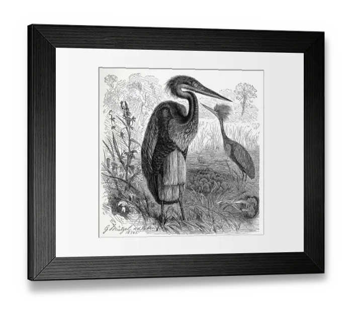 Framed Print : Bird, Giant heron Ardea nobilis