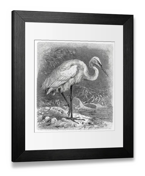 Framed Print : Bird, Great Egret (Egretta alba) great egret
