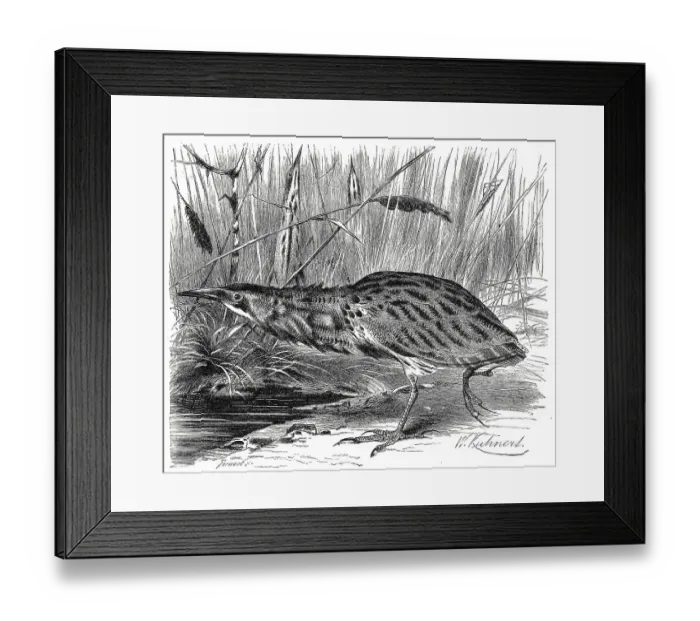 Framed Print : Bird, eurasian bittern (Botaurus stellaris)