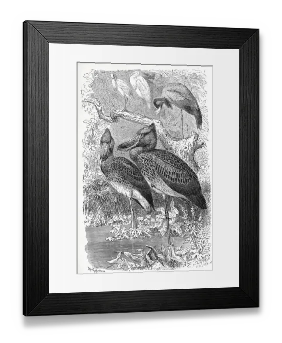 Framed Print : Bird, Shoebill (Balaeniceps rex) Framed Print : Bird, Shoebill (Balaeniceps rex)