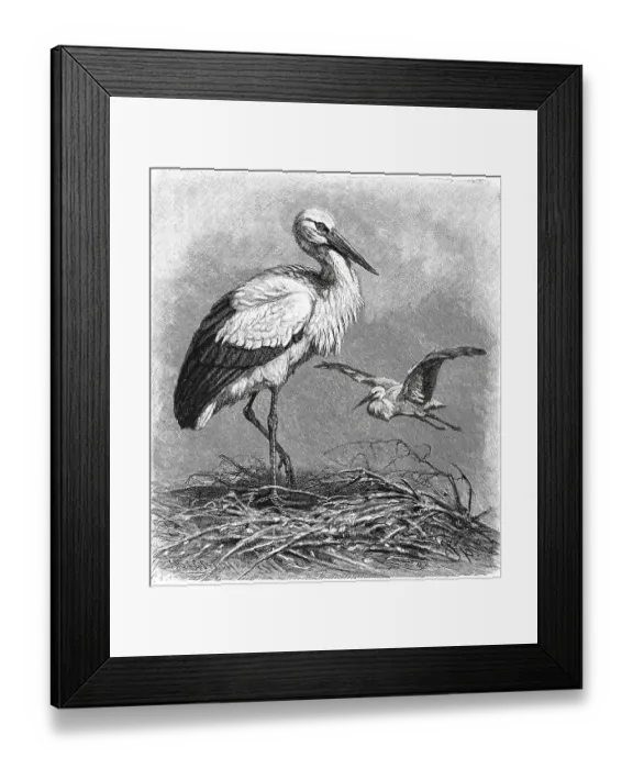 Framed Print : Bird, White Stork (Ciconia ciconia) Framed Print : Bird, White Stork (Ciconia ciconia)