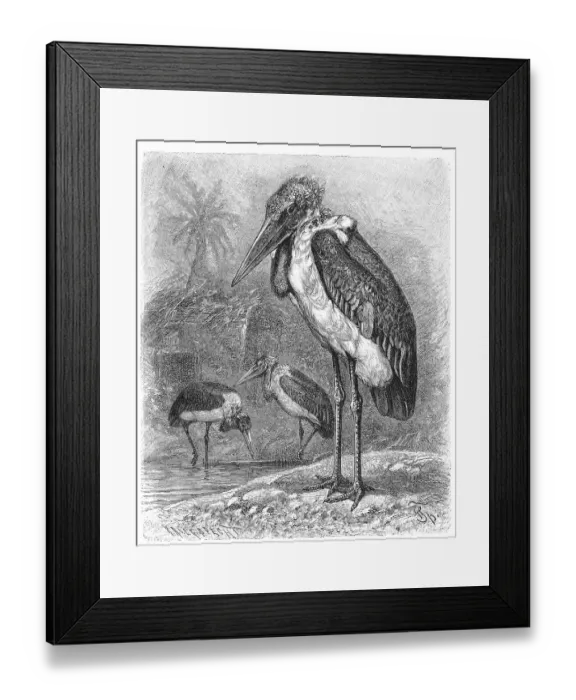 Framed Print : Bird, marabou stork (Leptoptilos crumeniferus)