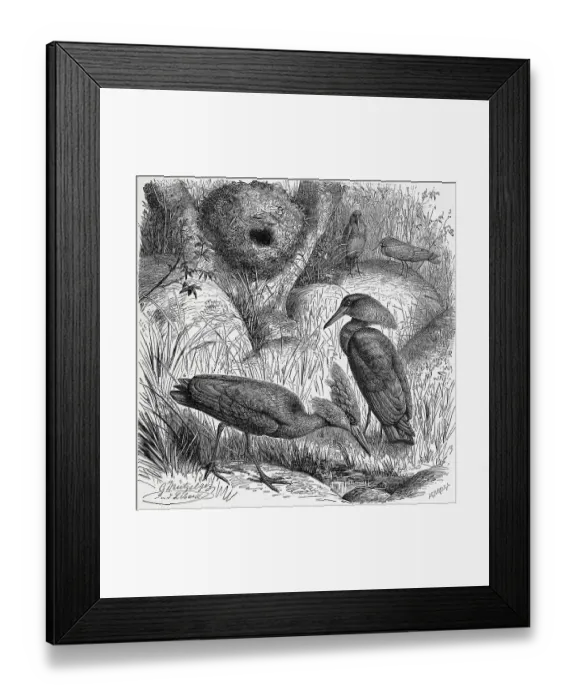 Framed Print : Bird, Hammerhead (Scopus umbretta) or hamerkop