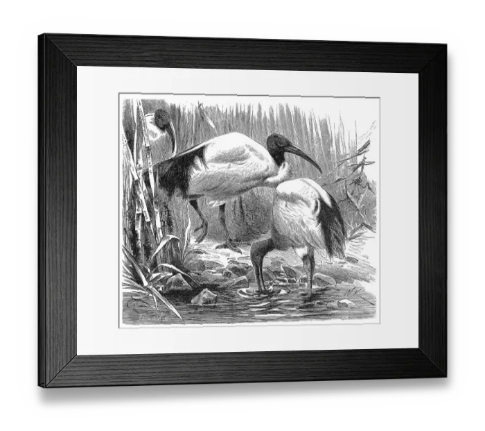 Framed Print : Bird, african sacred ibis (Threskiornis aethiopicus) or Pharaonic Ibis