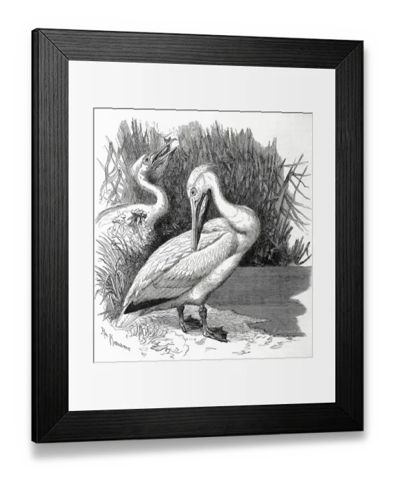 Framed Print : Bird, Pelican, Pelecanus onoerotalus Framed Print : Bird, Pelican, Pelecanus onoerotalus
