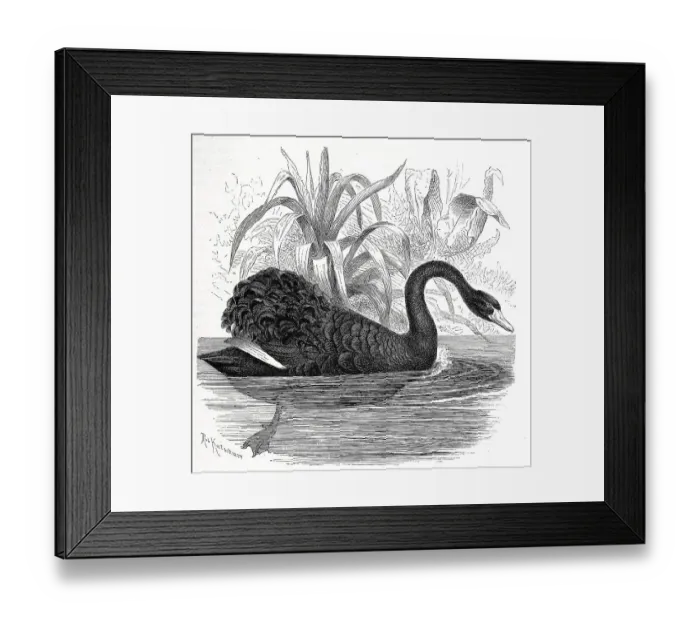 Framed Print : Bird, Mourning Swan or Black Swan (Cygnus atratus) Framed Print : Bird, Mourning Swan or Black Swan (Cygnus atratus)