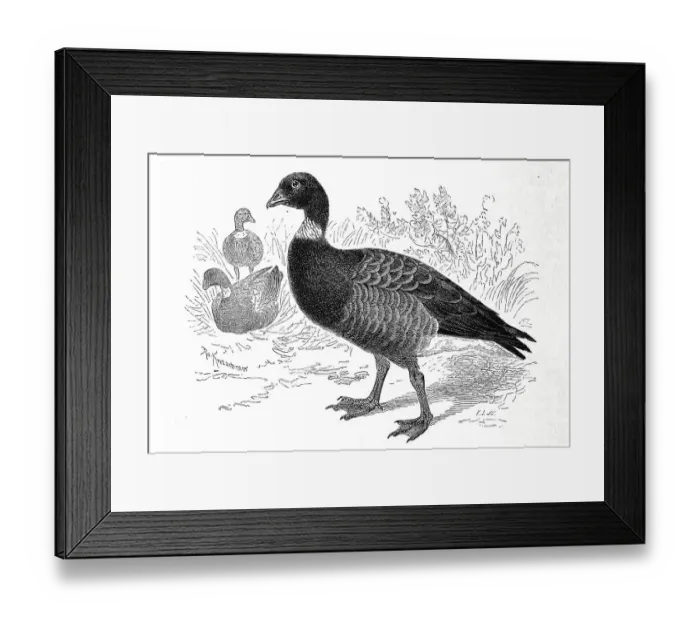 Framed Print : Bird, brant goose (Branta bernicla)