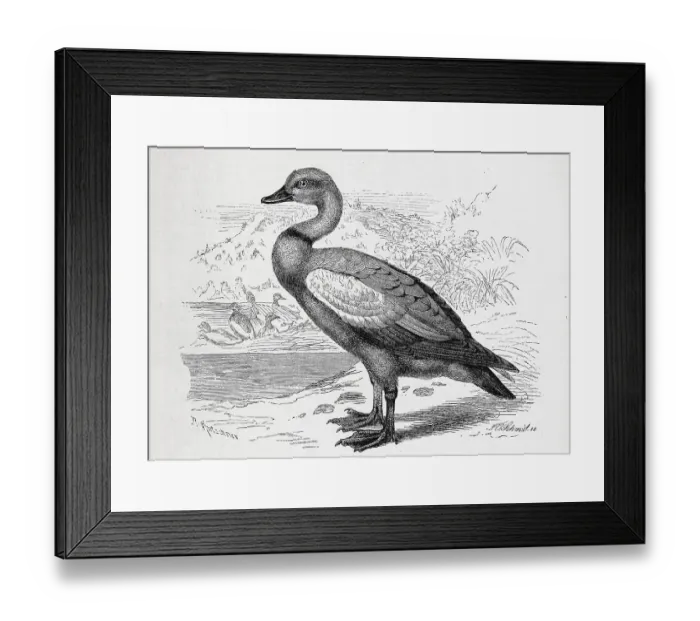 Framed Print : Bird, Ruddy Shelduck (Tadorna ferruginea)