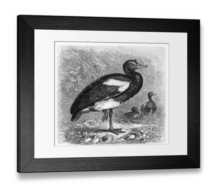 Framed Print : Bird, Spur-winged Goose (Plectropterus gambensis) Framed Print : Bird, Spur-winged Goose (Plectropterus gambensis)