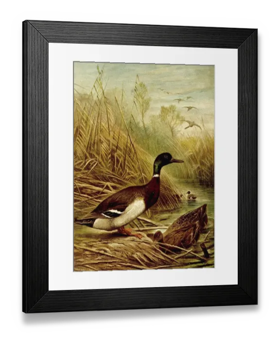 Framed Print : Bird, Mallard platyrhyncho, bird species from the duck (Anas) family Framed Print : Bird, Mallard platyrhyncho, bird species from the duck (Anas) family