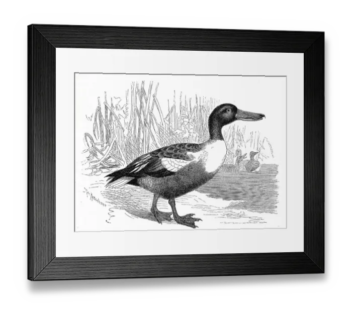 Framed Print : Bird, northern shoveler (Anas clypeata) syn Framed Print : Bird, northern shoveler (Anas clypeata) syn