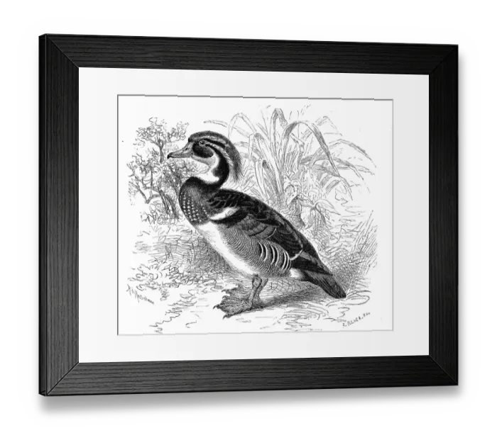 Framed Print : Bird, Common mallard, bird species from the duck (Aix sponsa) family