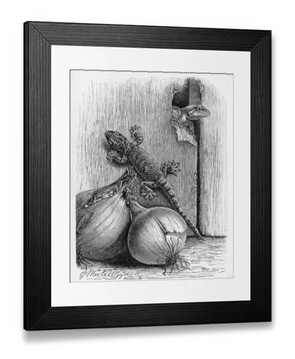 Framed Print : European half-fingered gecko, also mediterranean house gecko (Hemidactylus turcicus) Framed Print : European half-fingered gecko, also mediterranean house gecko (Hemidactylus turcicus)