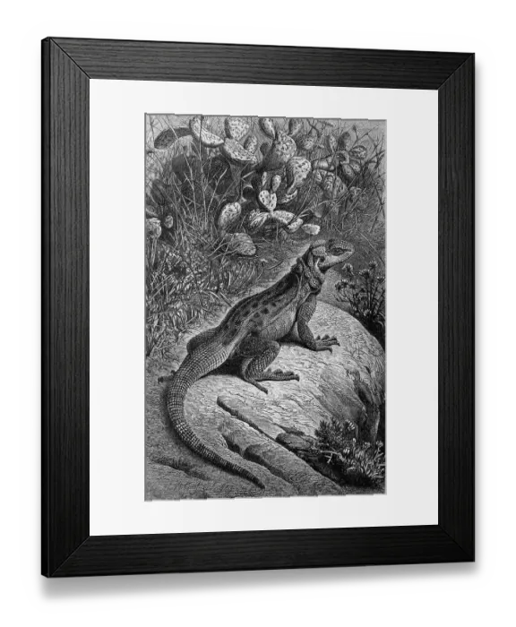 Framed Print : Hardun, syn. Agama (stellio) (Laudakia stellio)