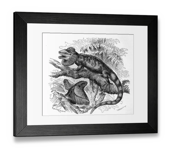 Framed Print : Frill-necked lizard (Chlamydosaurus kingii)