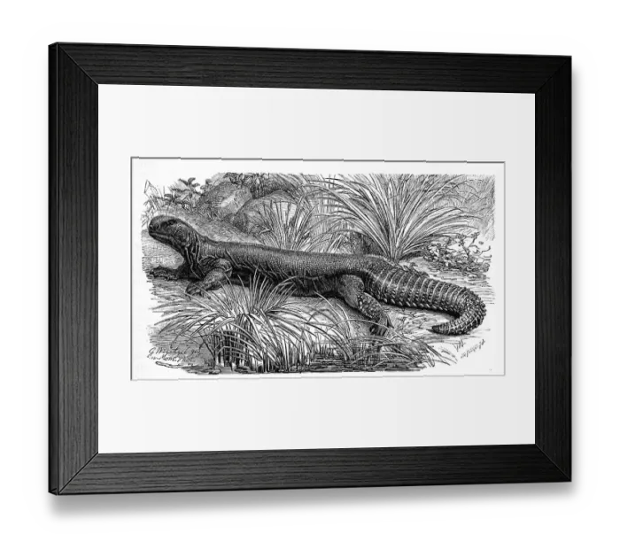 Framed Print : Indian spiny-tailed dragon, Uromastyx hardwickei Framed Print : Indian spiny-tailed dragon, Uromastyx hardwickei