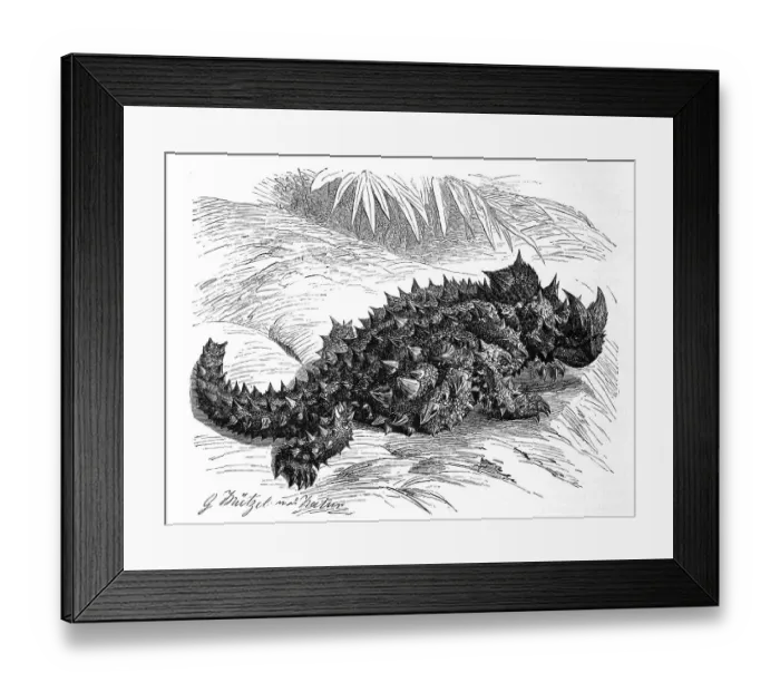 Framed Print : Thorny devil (Moloch horridus) Framed Print : Thorny devil (Moloch horridus)