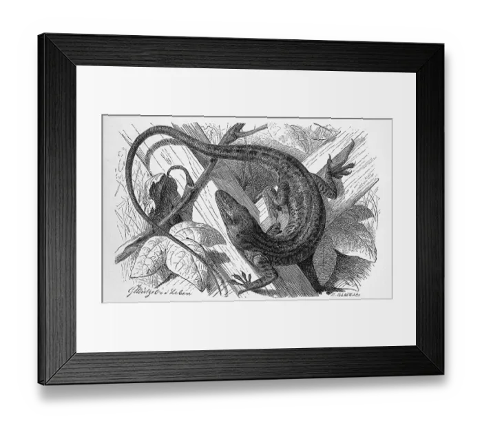 Framed Print : Red-throated anole (Anolis carolinensis)