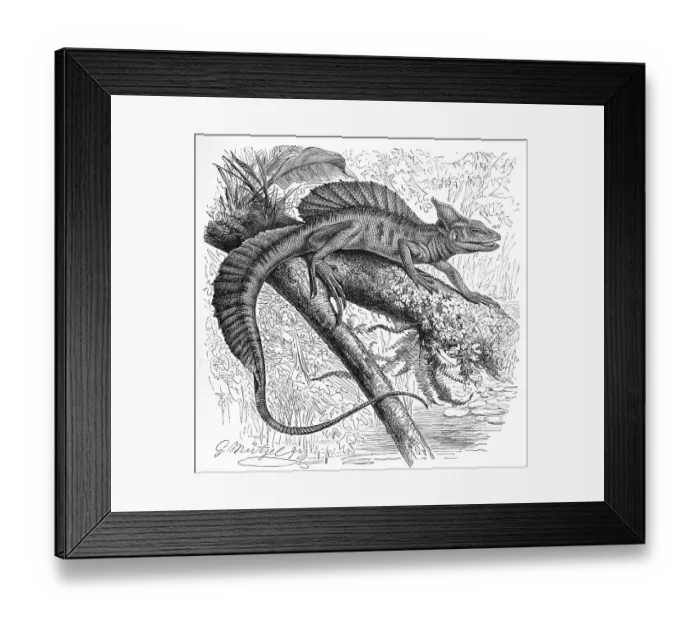 Framed Print : Helmeted Basilisk (Basiliscus) americanus Framed Print : Helmeted Basilisk (Basiliscus) americanus