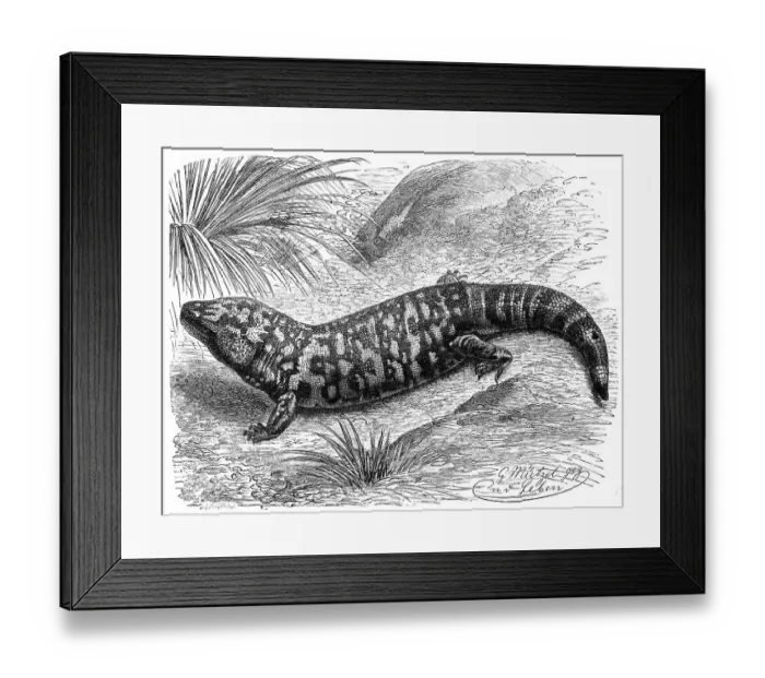 Framed Print : Gila monster (Heloderma suspectum)