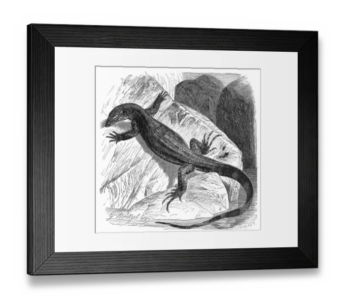 Framed Print : Nile monitor (Varanus niloticus)