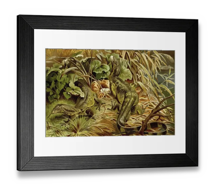 Framed Print : Water monitor (Varanus salvator) Framed Print : Water monitor (Varanus salvator)