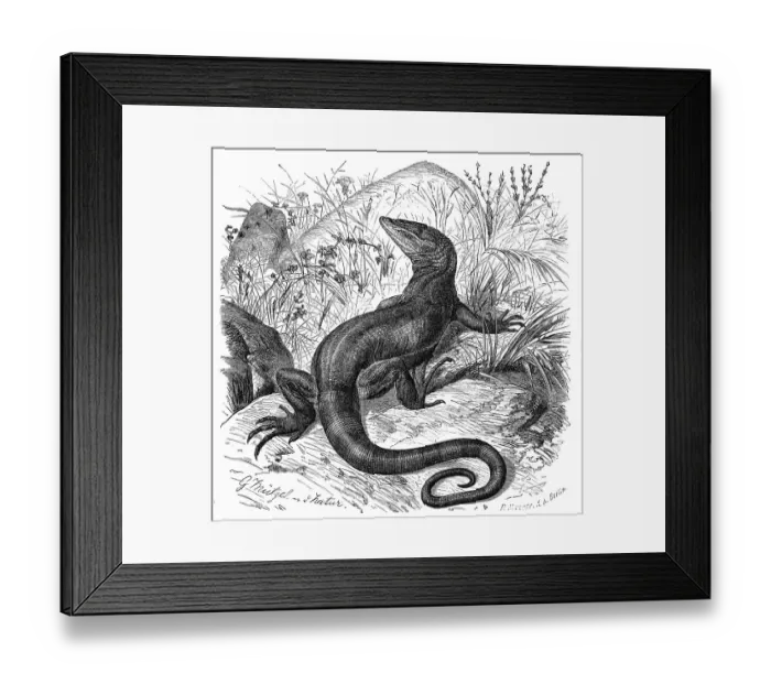 Framed Print : Desert monitor (Varanus griseus) Framed Print : Desert monitor (Varanus griseus)