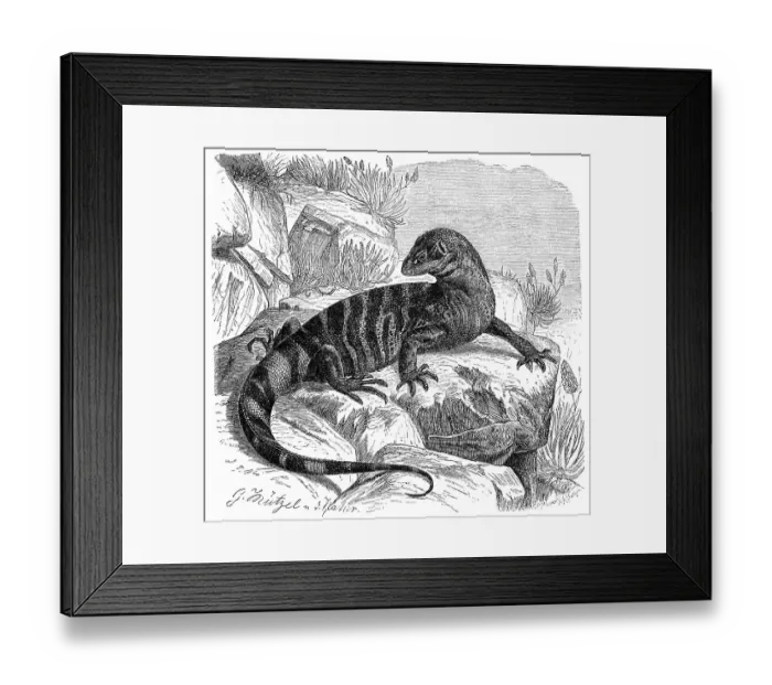Framed Print : Rock monitor (Varanus albigularis)