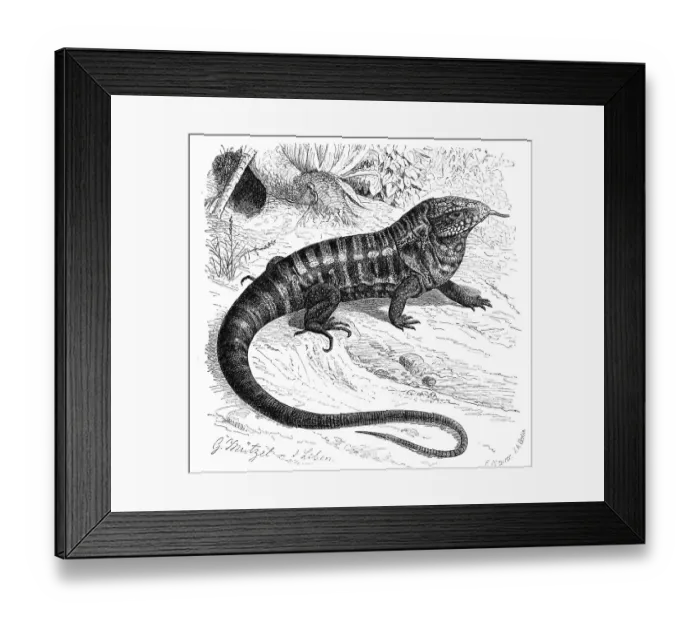 Framed Print : Golden teju, also ribboned teju