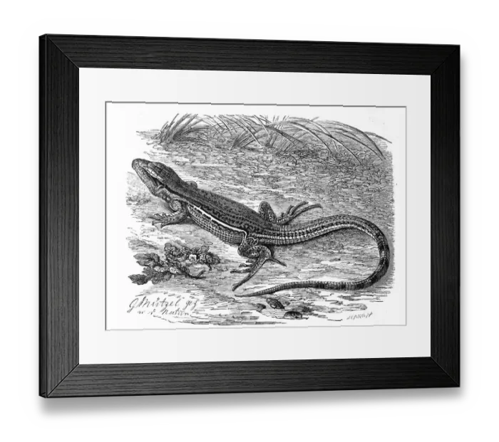 Framed Print : Ameive, Ameiva surinamensis, reptile from the family of the splint lizards (Ameiva ameiva)