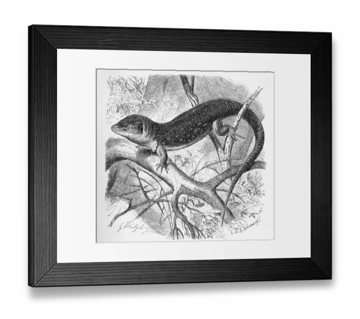 Framed Print : Ocellated lizard (Timon lepidus)