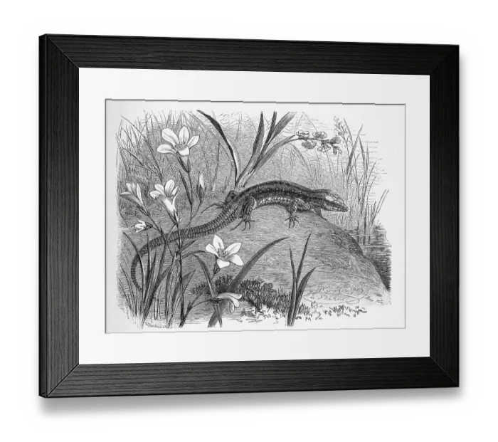 Framed Print : Viviparous lizard (Lacerta vivipara) Syn