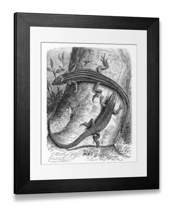 Framed Print : Keel lizard, Algyroides, genus of the true lizards Framed Print : Keel lizard, Algyroides, genus of the true lizards