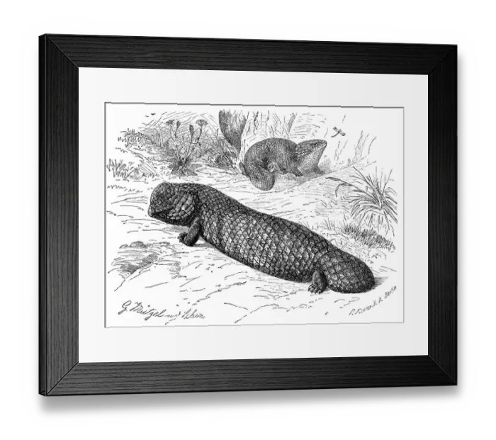Framed Print : Stutzechse, bobtail skink (Tiliqua rugosa)