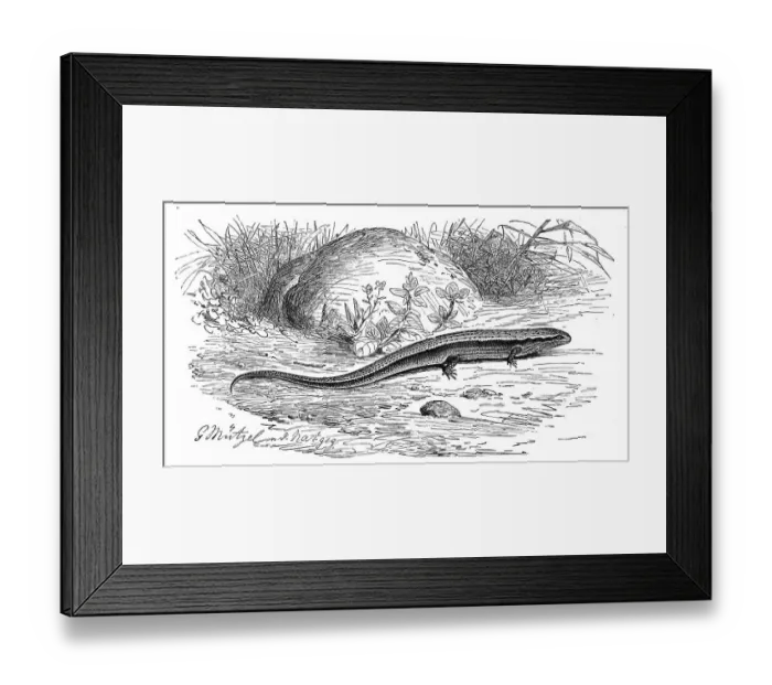 Framed Print : St. Johns lizard, Ablepharus kitaibelii Framed Print : St. Johns lizard, Ablepharus kitaibelii