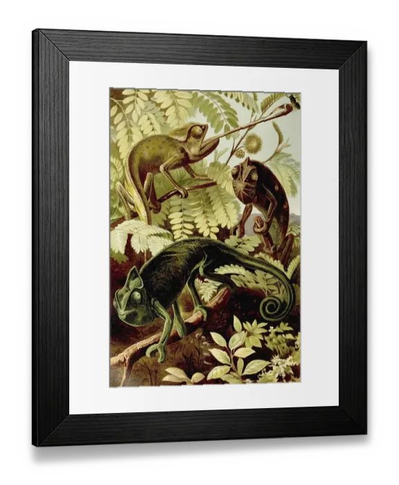Framed Print : Chameleon, Chameleons (Chamaeleonidae) Framed Print : Chameleon, Chameleons (Chamaeleonidae)