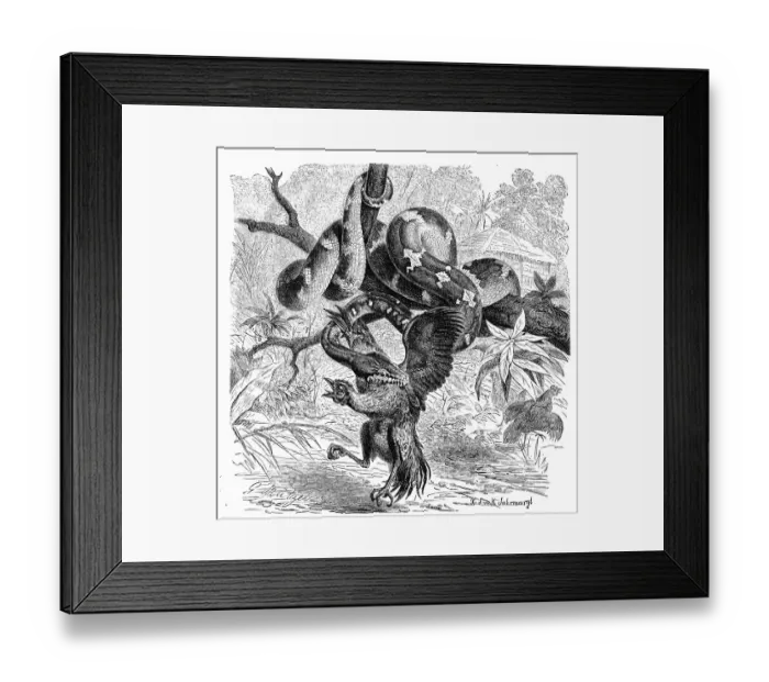 Framed Print : Reptiles, emerald green tree boa (Corallus caninus) Framed Print : Reptiles, emerald green tree boa (Corallus caninus)
