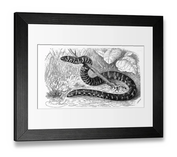 Framed Print : Reptiles, cylindrophis ruffus (Anguis ruffa)