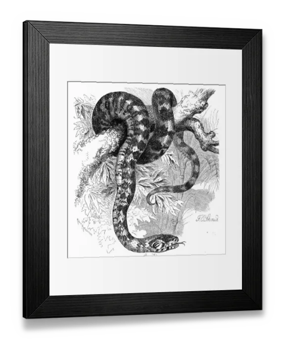 Framed Print : Reptiles, Panther snake, Otyas pantherinus Framed Print : Reptiles, Panther snake, Otyas pantherinus