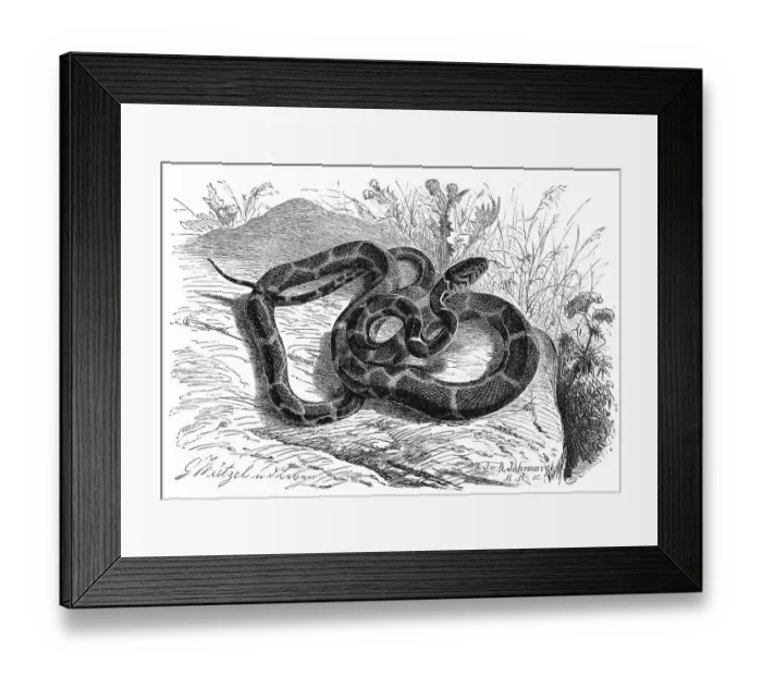 Framed Print : Reptiles, desert kingsnake (Lampropeltis getula) to distinguish it from other