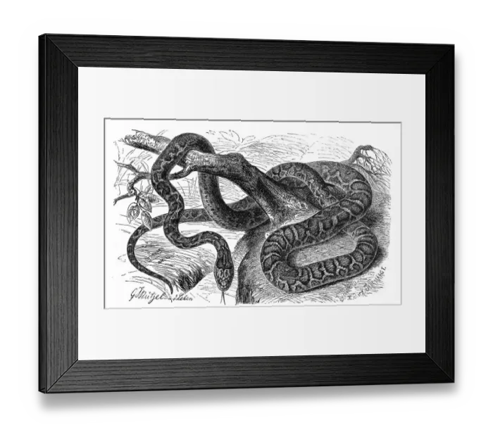 Framed Print : Reptiles, european ratsnake (Zamenis situla)