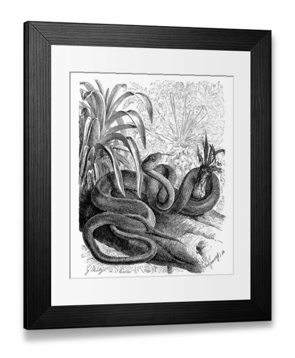Framed Print : Reptiles, linnaeus sipo (Chironius exoletus) Framed Print : Reptiles, linnaeus sipo (Chironius exoletus)