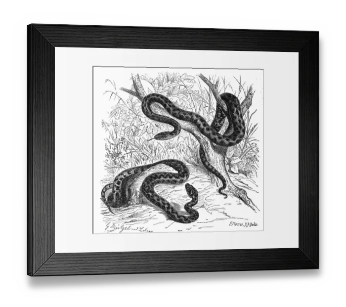 Framed Print : Reptiles, Dice snake (Natrix tessellata) is a non-poisonous Eurasian snake