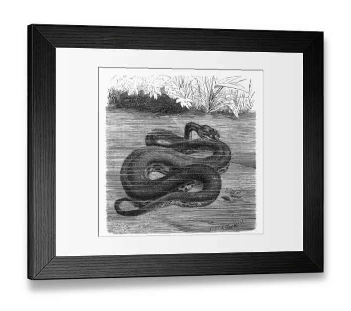 Framed Print : Reptiles, Javanese wart snake, Acrochodrus javanicus may alternatively be called elephant trunk snake