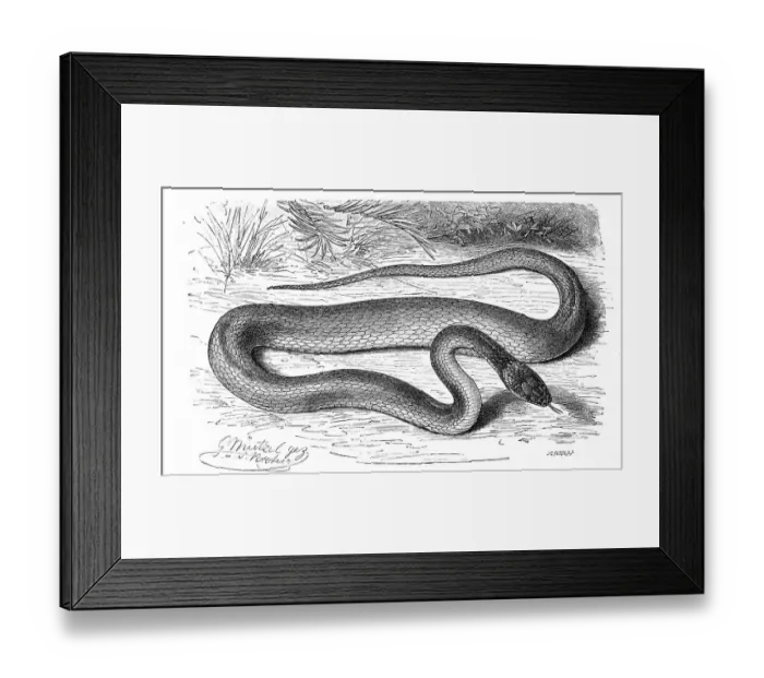 Framed Print : Reptiles, agkistrodon (Scytale) coronatum Framed Print : Reptiles, agkistrodon (Scytale) coronatum