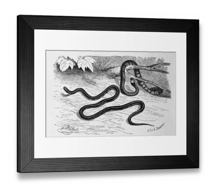 Framed Print : Reptiles, Blue belly adder, Blue coral snake