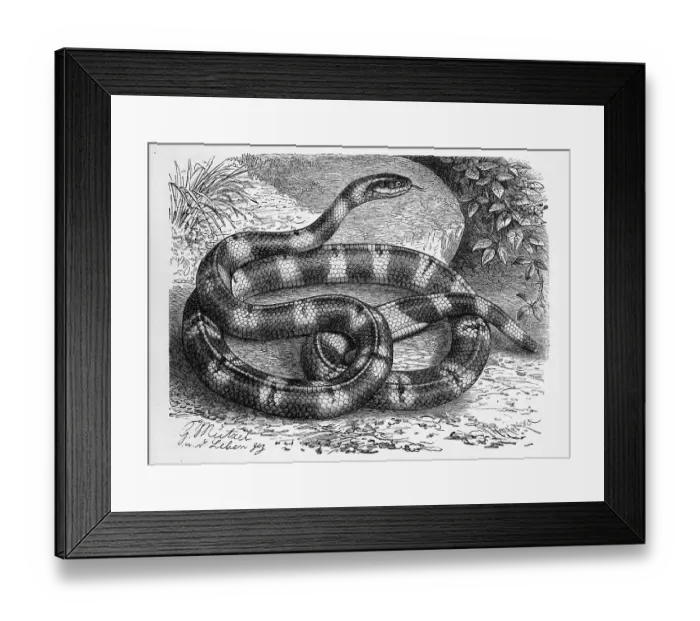 Framed Print : Reptiles, Yellow-banded krait (Bungarus fasciatus) Framed Print : Reptiles, Yellow-banded krait (Bungarus fasciatus)