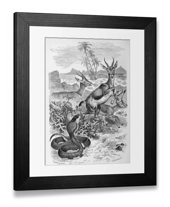 Framed Print : Reptiles, Uraeus snake belongs to the venomous snake family and is also called Egyptian cobra (Naja haje) Framed Print : Reptiles, Uraeus snake belongs to the venomous snake family and is also called Egyptian cobra (Naja haje)